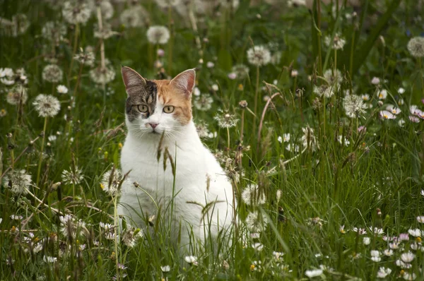 Katt Bland Gräs Och Växter Vårängen — Stockfoto