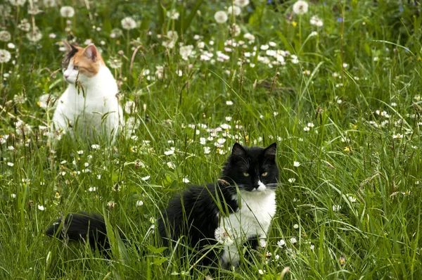 Két Macska Vidéki Tavaszi Réten Napsütésben — Stock Fotó