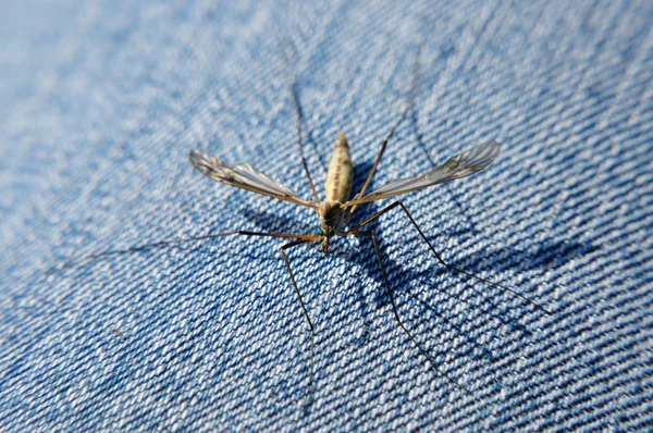 Guindaste Voar Tipula Lunata Sentado Par Jeans — Fotografia de Stock