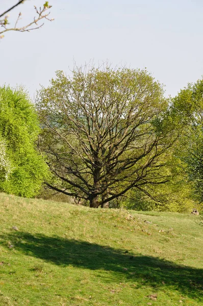 Prado Com Árvores Abril Naturschutgebiet Hullerbusch Carwitz Seenlandschaft Campo — Fotografia de Stock