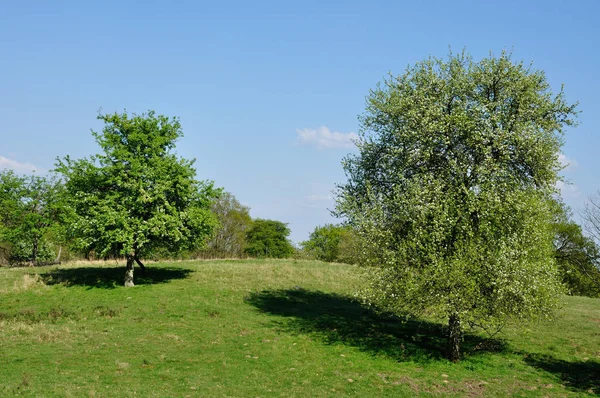 Nisan Ağaçlarla Çevrili Çayır Doğal Ortamda Hullerbusch Carwitz Arazide Görüldü — Stok fotoğraf