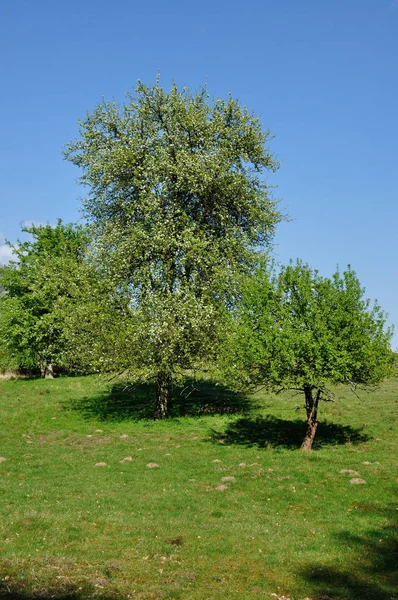 Meadow Trees April Nature Reserve Hullerbusch Carwitz Feldberger Seenlandschaft — Stock Photo, Image
