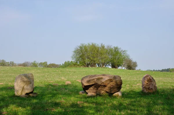 Луг Деревьями Апреле Природном Заповеднике Hullerbusch Carwitz Feldberger Seenlandschaft — стоковое фото