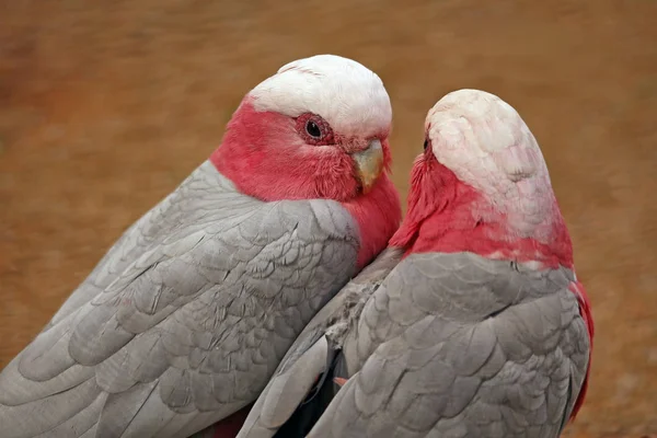 Rózsaszín Kakadu Eolophus Roseicapilla — Stock Fotó