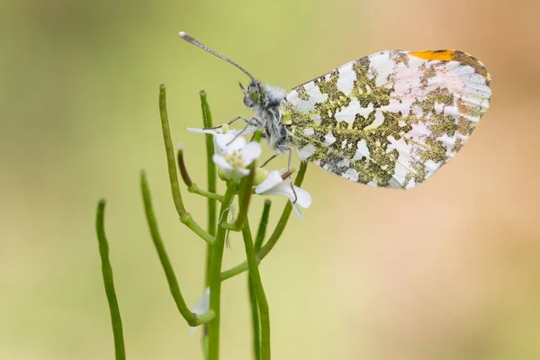 Gros Plan Bug Nature Sauvage — Photo