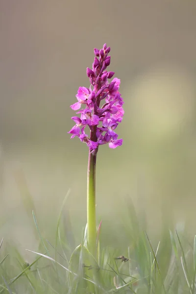 Botânica Flora Orquídea Flor — Fotografia de Stock