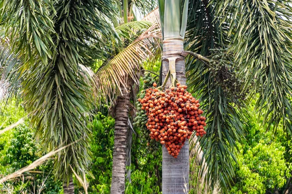 Dadelpalm Träd Med Röd Frukt Står Naturen — Stockfoto