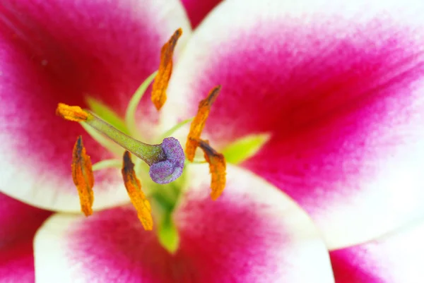 Frische Schöne Rote Lilienblüte — Stockfoto