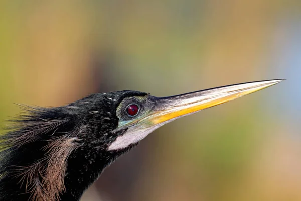 Vue Panoramique Bel Oiseau Nature — Photo