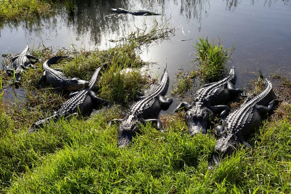 Cocodrilos Los Everglades —  Fotos de Stock