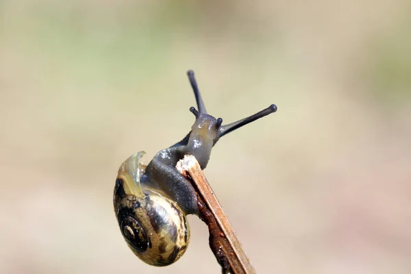 Closeup Του Bug Στην Άγρια Φύση — Φωτογραφία Αρχείου