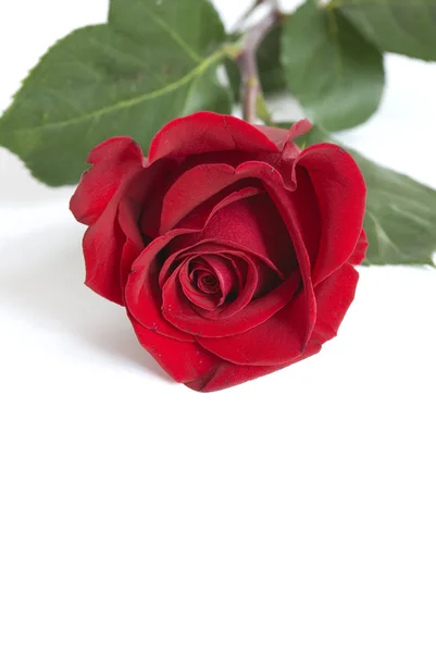 Walentynkowa Róża Dla Twojej Ukochanej — Zdjęcie stockowe