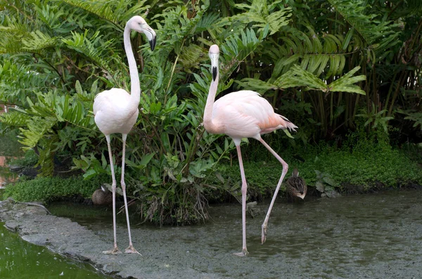 Imagem Flamingos Água — Fotografia de Stock