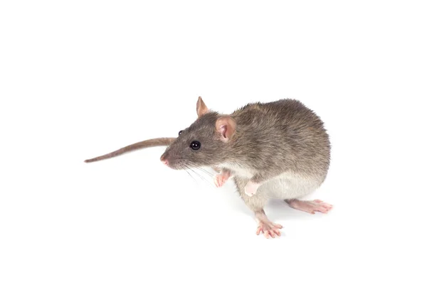Szczur Izolowany Białym Tle — Zdjęcie stockowe