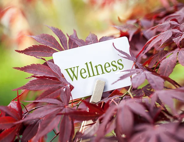 Spa Wellness Aromatherapie — Stockfoto