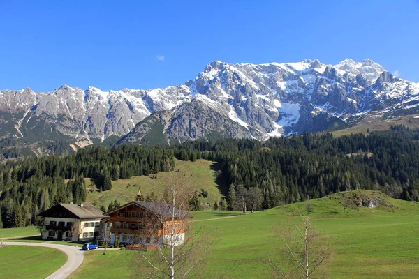 Mais Selvagem Kaiser Tirol Alpen — Fotografia de Stock