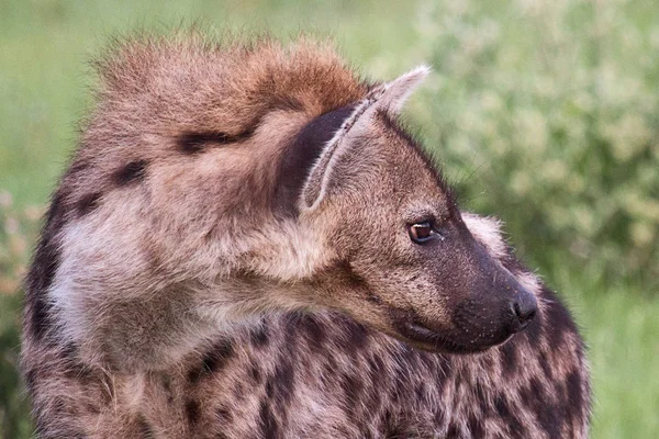 Hyäne Wilder Natur — Stockfoto