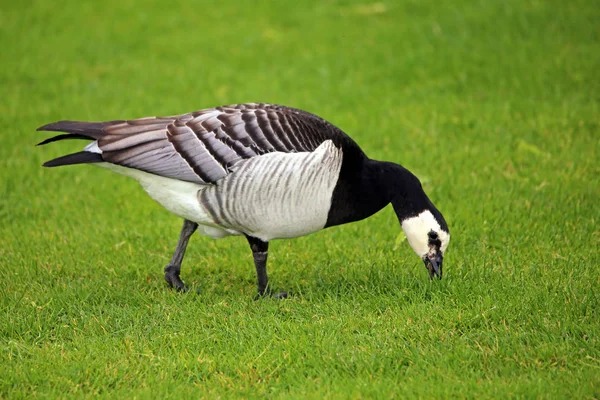 Gallina Nórdica Branta Leucopsis Gallina Nórdica —  Fotos de Stock