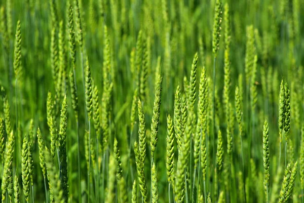 Close Shot Green Wheat Field Spring — Stock Photo, Image