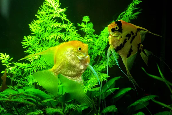 Fische Aquarienwasser — Stockfoto