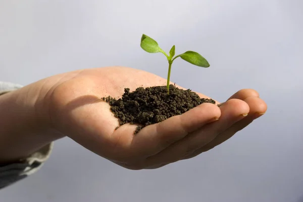 Planta Mano Sobre Fondo Azul Oscuro —  Fotos de Stock