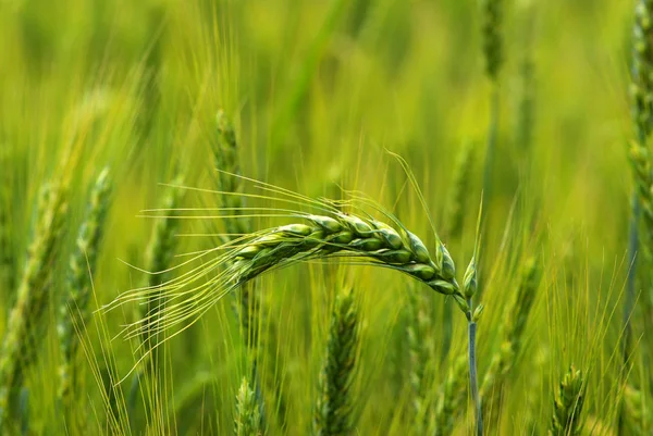 Close up shot of a green wheat field at spring