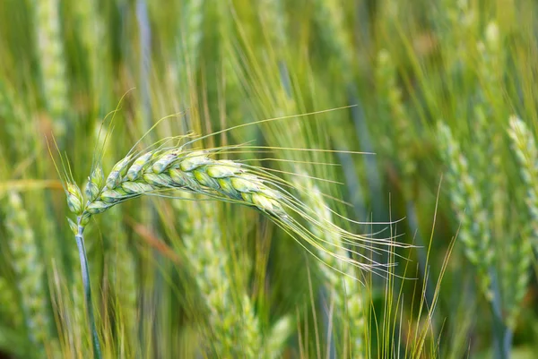Erntereifes Getreide Auf Einem Acker — Stockfoto