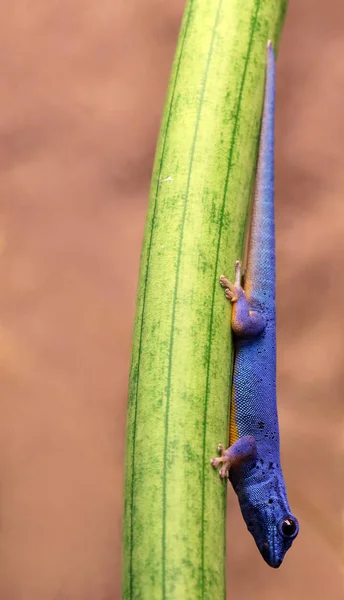 Ящерица Рептилия Геккон Тропическое Животное — стоковое фото