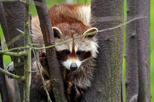 Raccoon Escondendo Uma Árvore — Fotografia de Stock