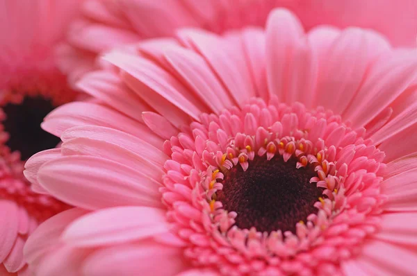 Wunderschönes Gerbera Gänseblümchen Blütenblätter — Stockfoto