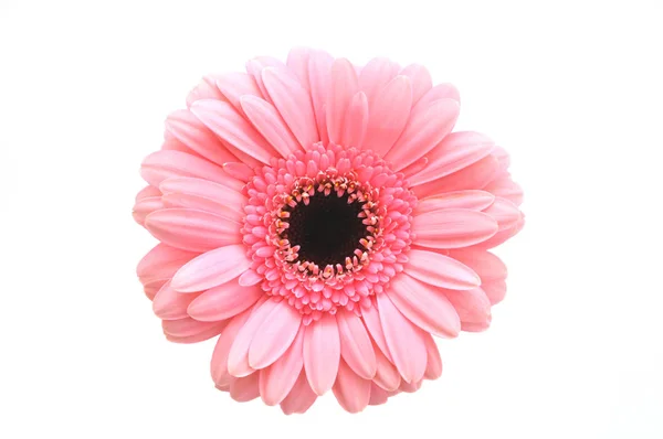 Mooie Gerbera Madeliefje Bloemblaadjes — Stockfoto