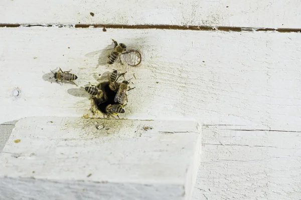 Μέλισσες Εισέρχονται Στην Κυψέλη Λευκή Κυψέλη — Φωτογραφία Αρχείου