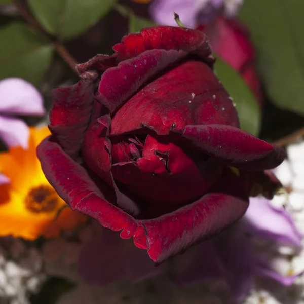 Closed Red Rose Coming Out Bunch — Stock Photo, Image