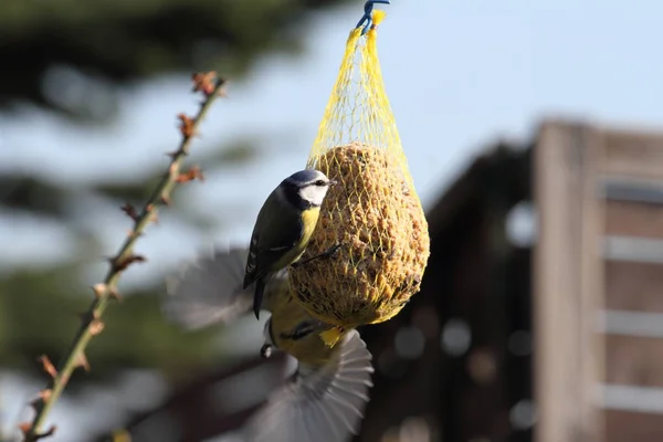 Two Blue Tits Fodder Dumplings — Stock fotografie