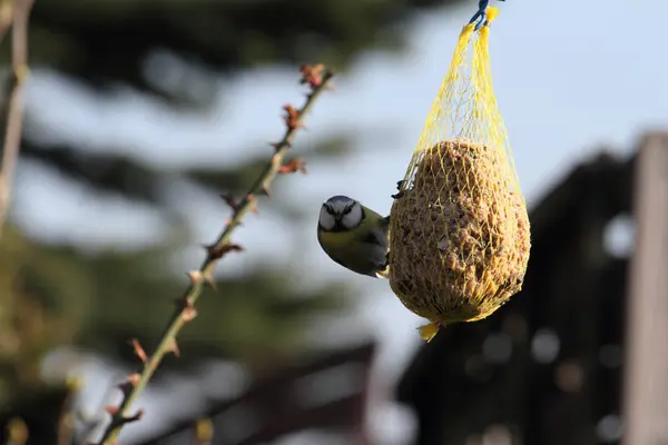 Blue Tit Feeding Dumplings — Stock fotografie