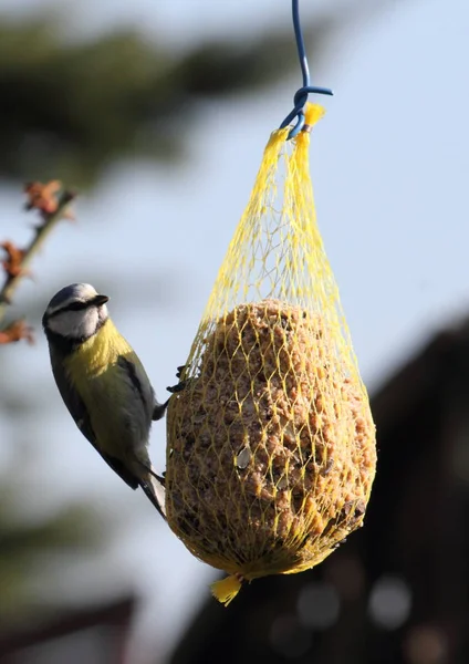 Vista Panorámica Hermoso Pájaro Titmouse — Foto de Stock