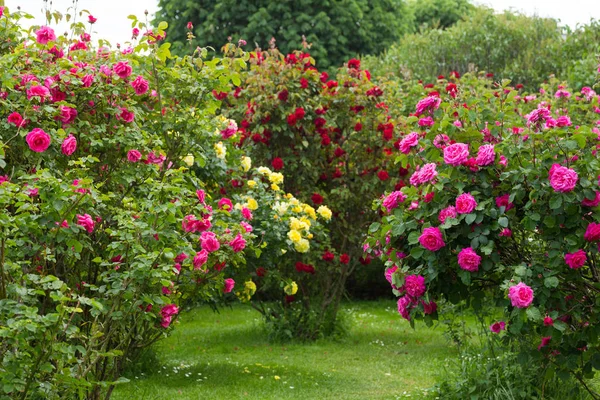 Розовый Куст Различные Сорта Роз Саду — стоковое фото