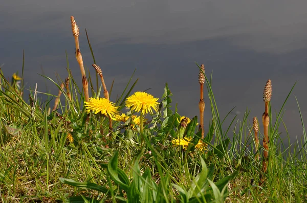 Beautiful View Natural Dandelion Flower — Stock Photo, Image