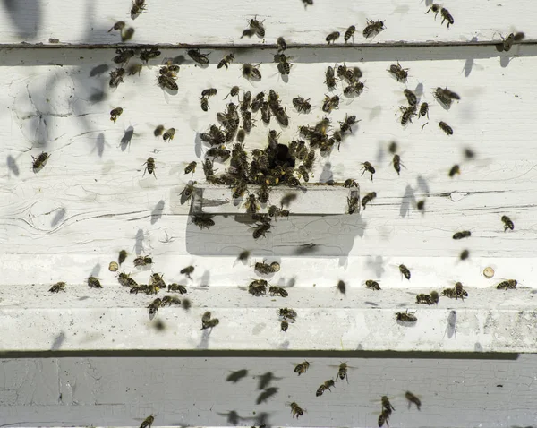 Pszczoły Wchodzące Ula Biały — Zdjęcie stockowe