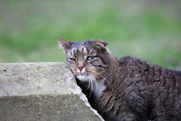 Lindo Bonito Doméstico Gato — Fotografia de Stock