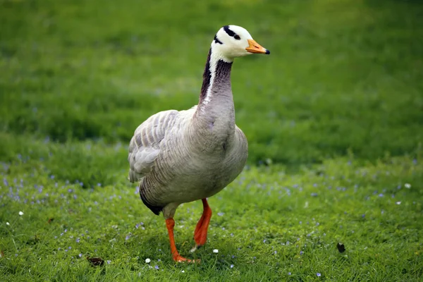 Gestreepte Gans Het Weitje — Stockfoto