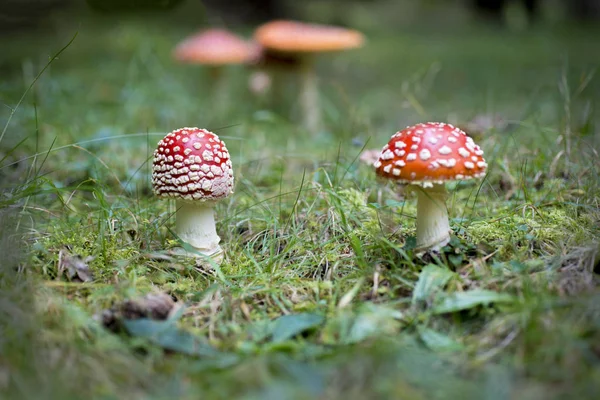 Red Toadstool Belongs Group Poisonous Fungi — Stock Photo, Image