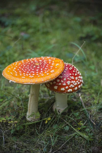Tolo Vermelho Pertence Grupo Fungos Venenosos — Fotografia de Stock