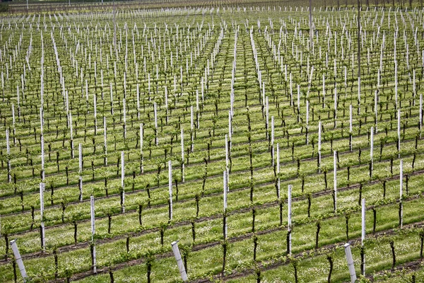 Landschapsbeeld Selectieve Focus — Stockfoto