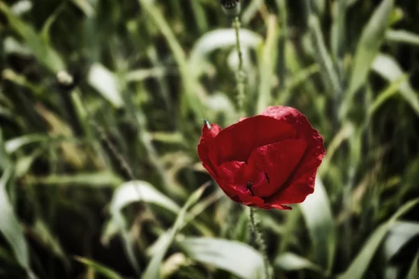 Lone Red Poppy Dramatic Green Weeds Field — Stock Photo, Image