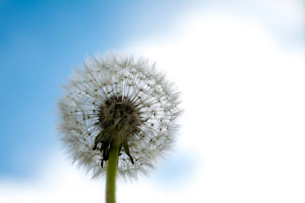 Vacker Utsikt Över Naturliga Maskros Blomma — Stockfoto