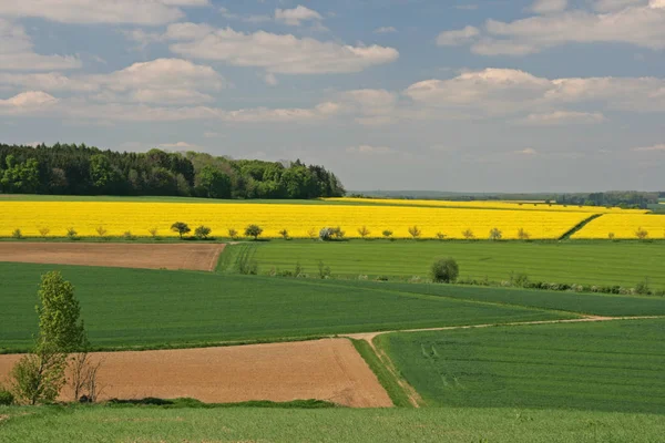 Сільськогосподарське Ріпакове Поле Жовта Флора — стокове фото