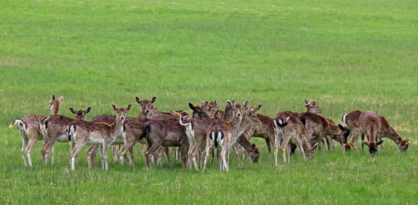 Staghorn Honrådjur Träda — Stockfoto