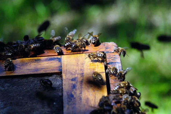 Abejas Miel Enfoque Colmena —  Fotos de Stock