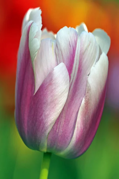 Tulips Flower Springtime Flora — Stock Photo, Image